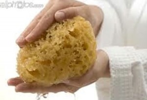 sponge